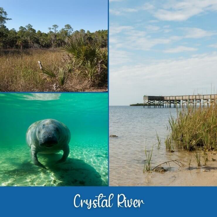Love sea animals? Head to Crystal River for a Florida day trip and you'll see manatees and beautiful sea grass. 