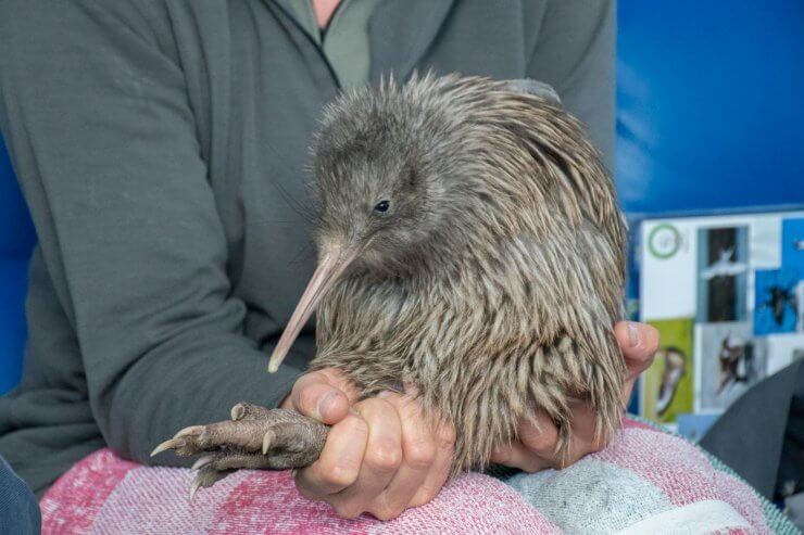 Seeing a Kiwi Bird should be on your bucket list for the South Island of New Zealand