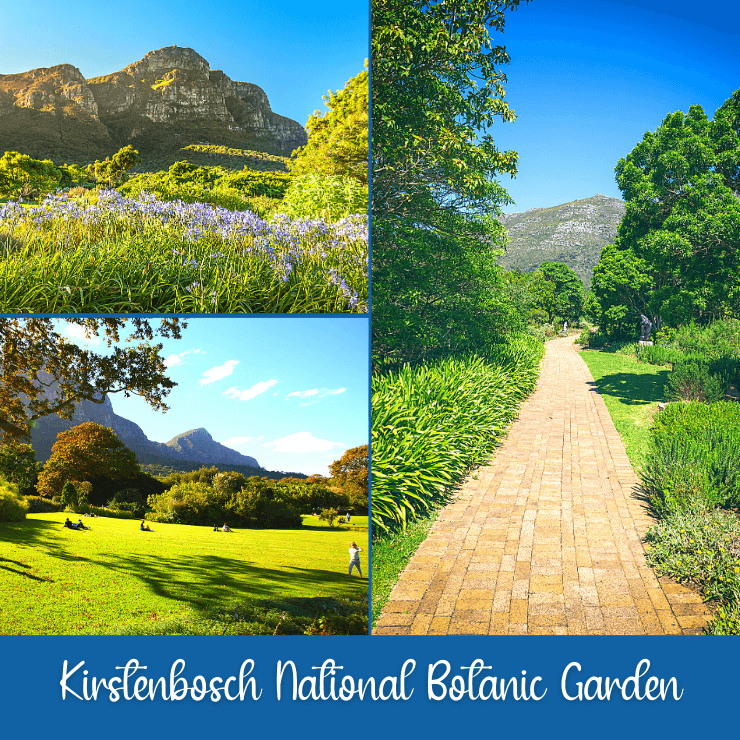 Beautiful flowers, paths, grassy areas, and views abound at Kirstenbosch National Botanic Garden in Cape Town, South Africa. 