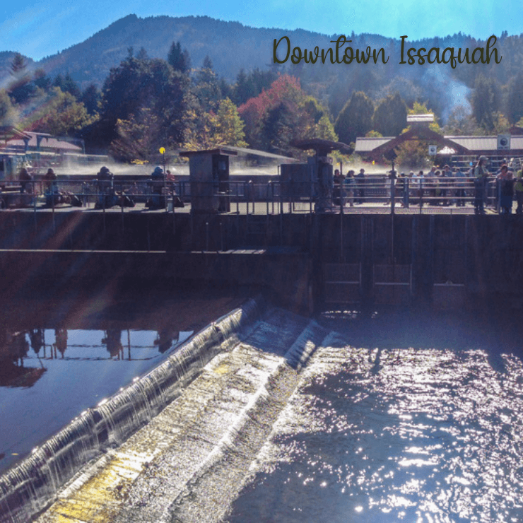 Looking at salmon in Issaquah Creek in downtown Issaquah