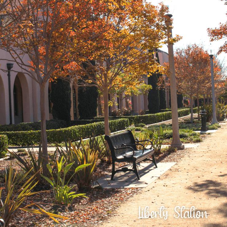 Tree lined walking path at Liberty Station in San Diego