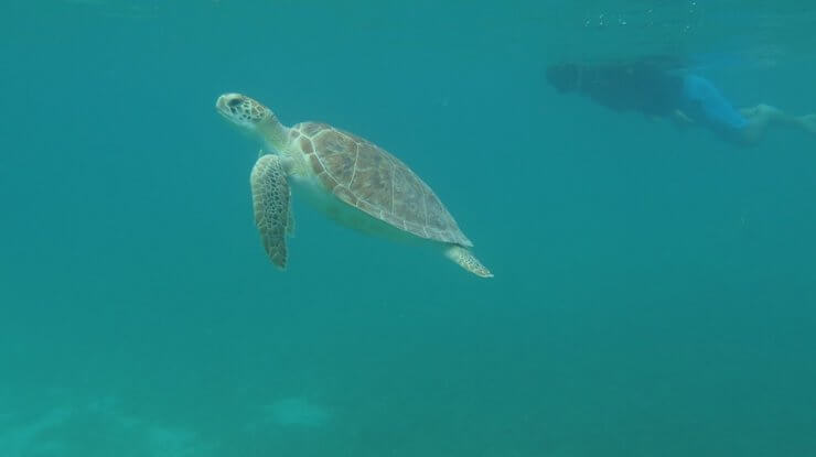 Sea turtle seen while snorkeling in the waters of Saint Thomas.