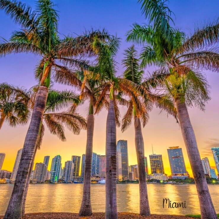 Miami skyline with palm tree at sunset. 
