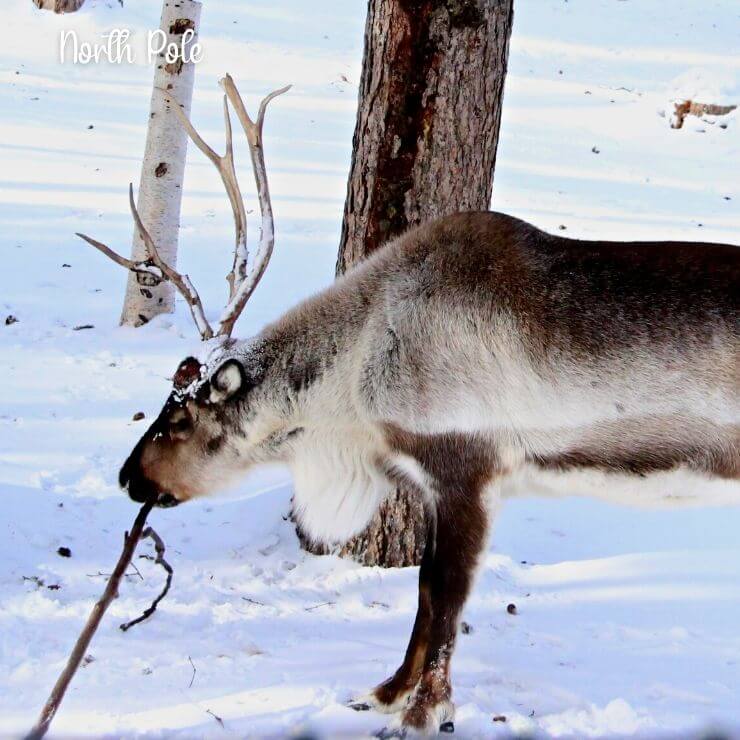 Reindeer in North Pole, Alaska