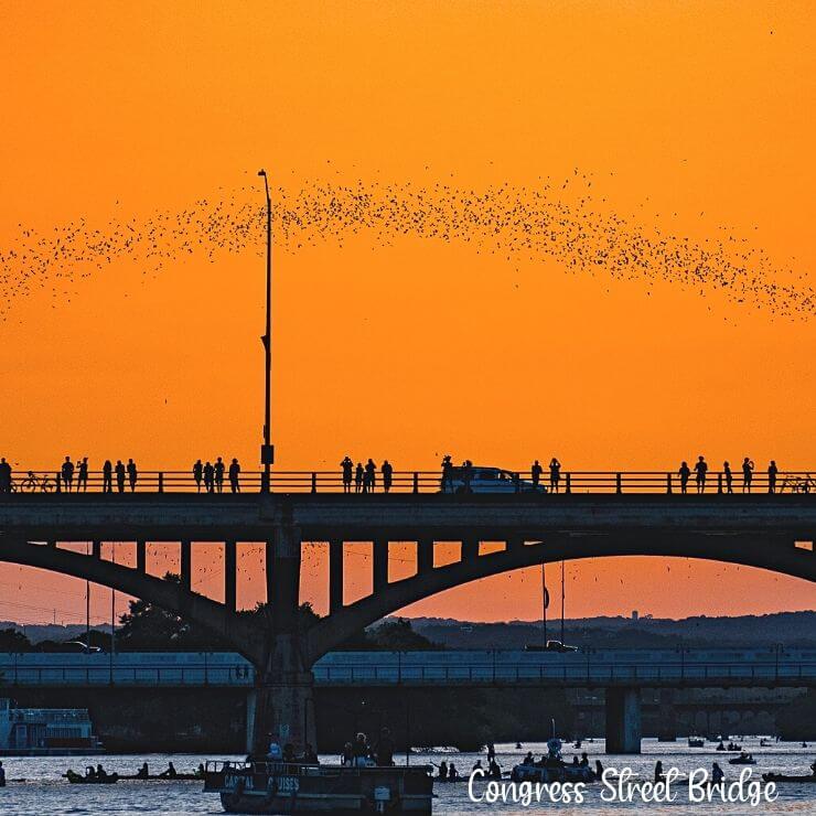 Bats taking off over Congress Avenue Bridge in Austin.