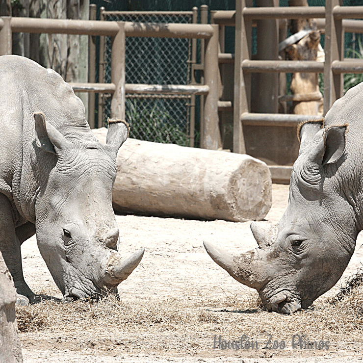 See a variety of animals when you visit the Houston Zoo.