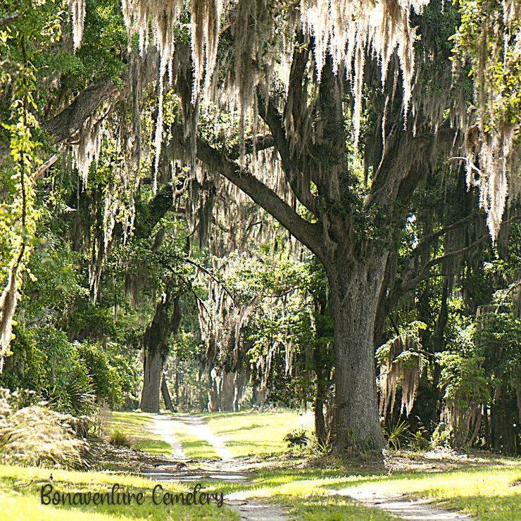 Bonaventure Cemetery, Savannah