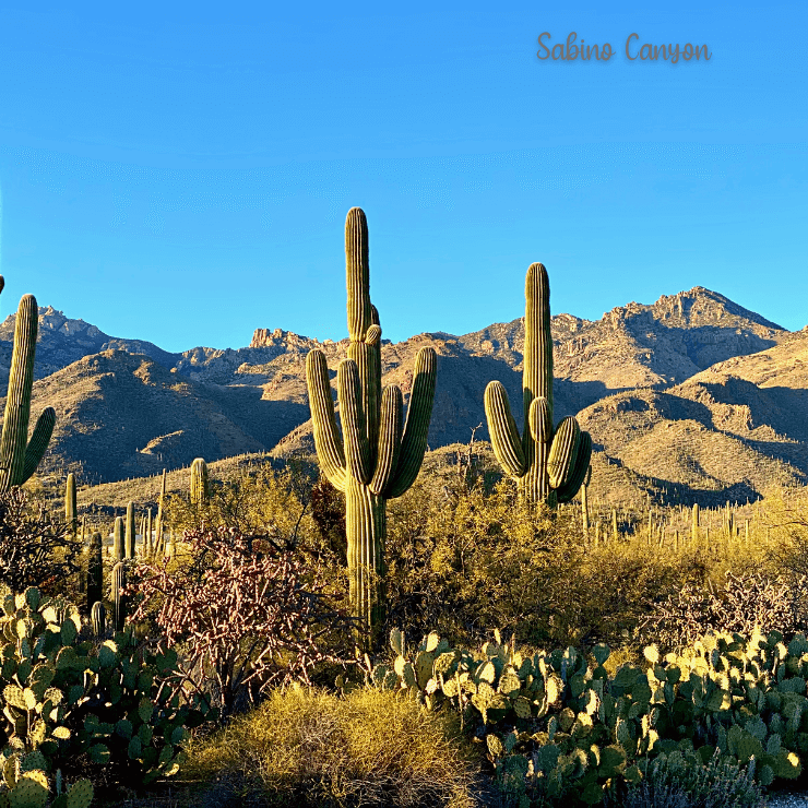 Sabino Canyon is full of wildlife, mountain vies, and desert scenery so be sure to see it when you visit Tucson, Arizona. 