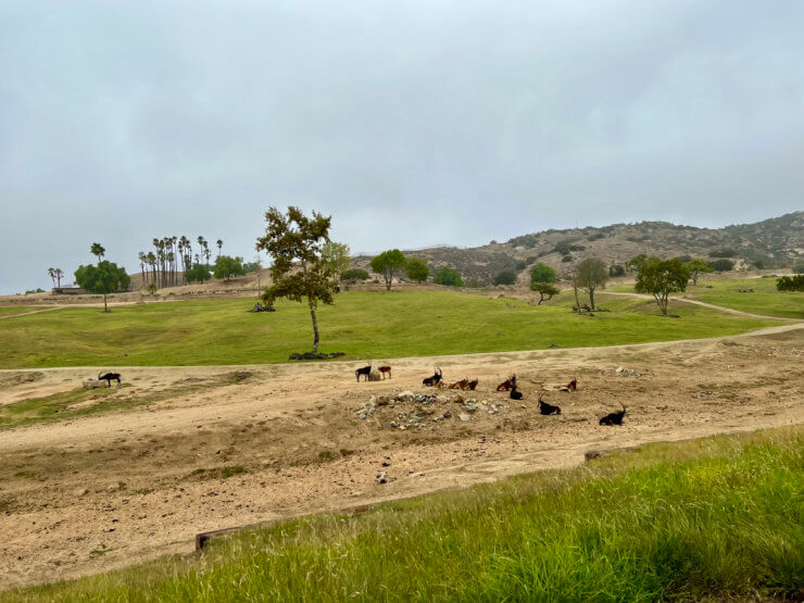 San Diego Zoo Safari Park