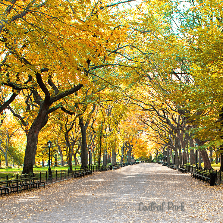 Enjoy a girls trip in NYC by taking a walk in Central Park.