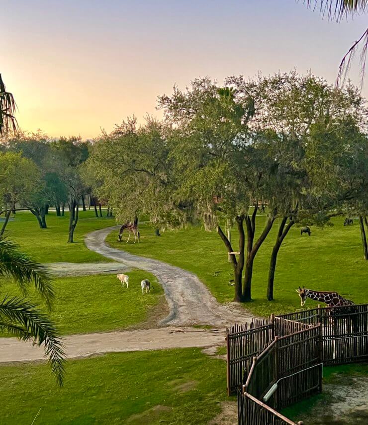 Animal Kingdom Lodge Savanna View