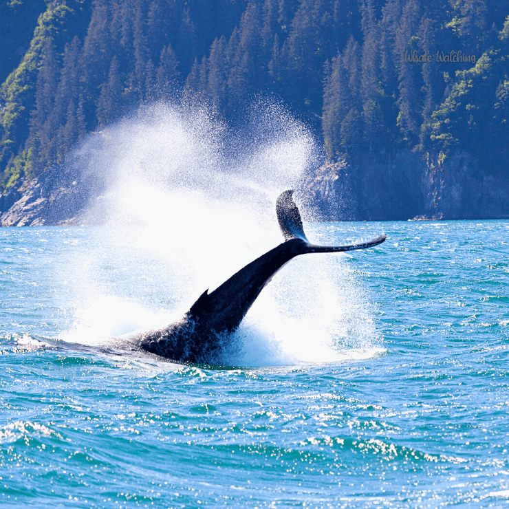 Enjoy some whale watching in Anchorage when you take an Alaska cruise. 