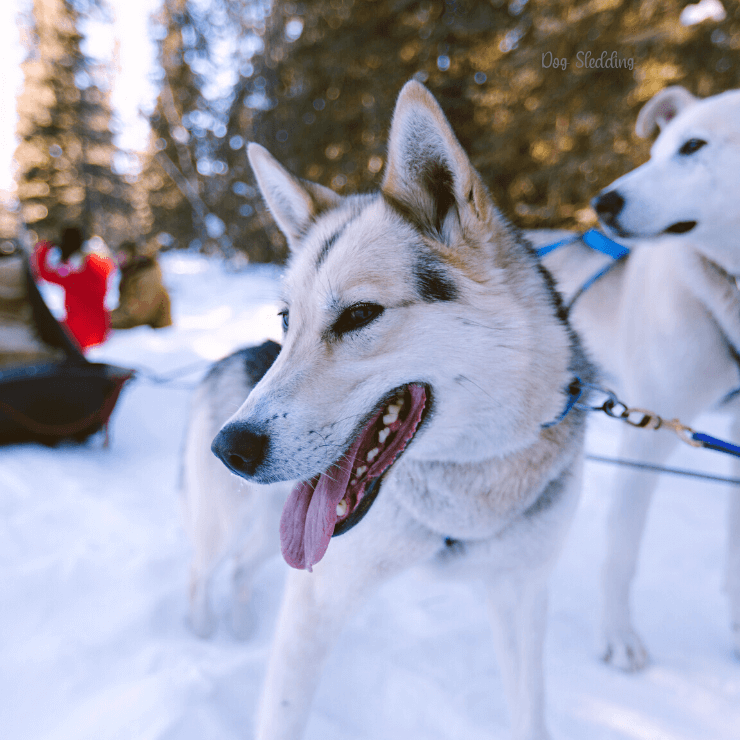 Dog sledding is very popular in Anchorage, and is something to see when you visit during your Alaska cruise. 